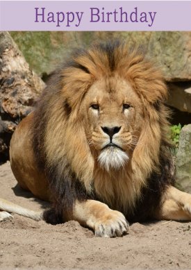 lion-happy-birthday-no-theme-12101-p.jpg