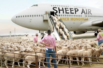 Sheep boaring plane.jpg