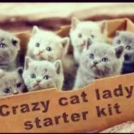 crazycatladystarterkit.jpg