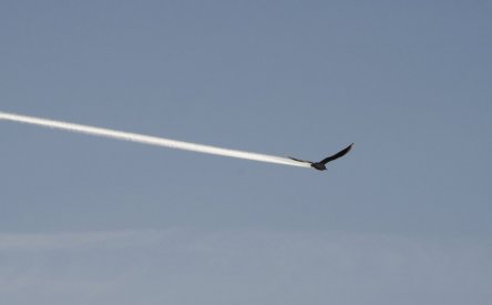 Chemtrailbird.jpg