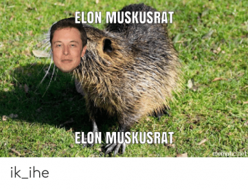 elon-muskusrat-elon-muskusrat-mematic-ne-ik-ihe-43114723.png