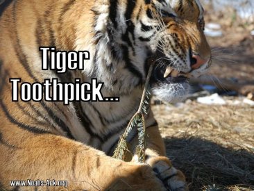 tigertoothpick.jpg