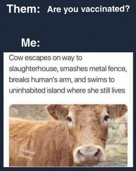 cow.jpg