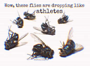 flies.jpg