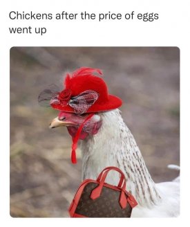 chicken.jpg