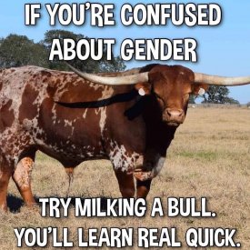 bull.jpg