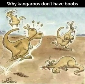 kangaroos.jpg