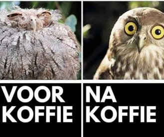 Koffie.jpg