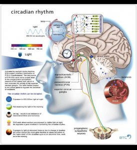 Circadian rhythm.jpg