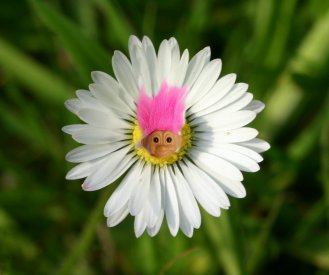 Daisy3_GrobyPool_10May08_1636990540321.jpg